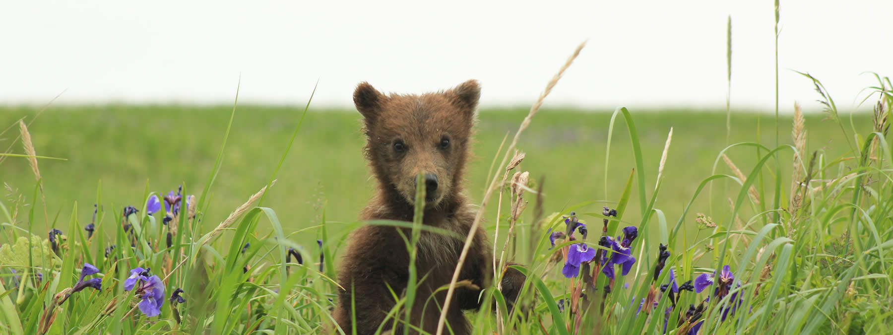 Alaska Bear Cub in the Iris