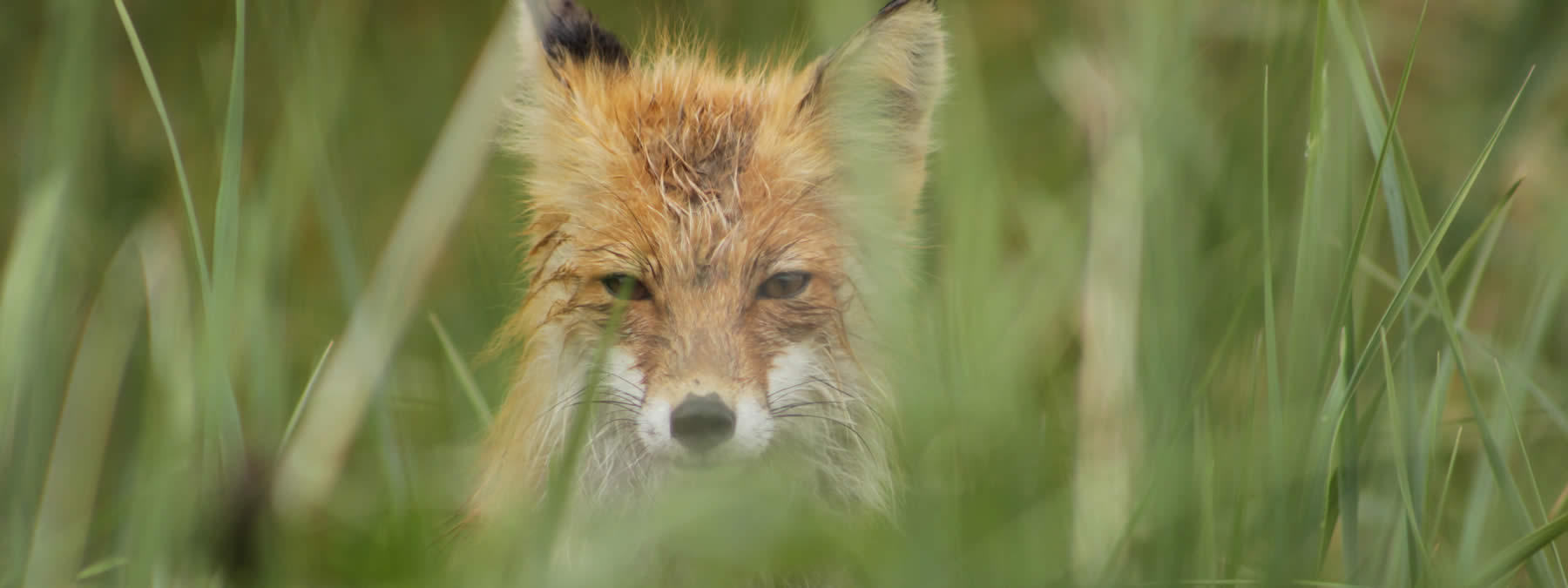 fox in the grass