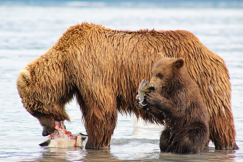 Mom and bear cub eating salmon