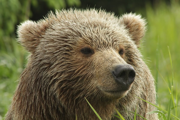 Alaska Bear Viewing Tours, The Best Tours in Alaska