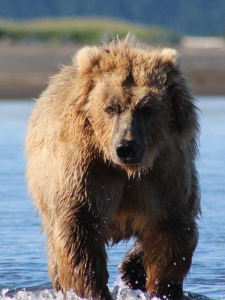 Alaska Bear Viewing Tours, The Best Tours in Alaska